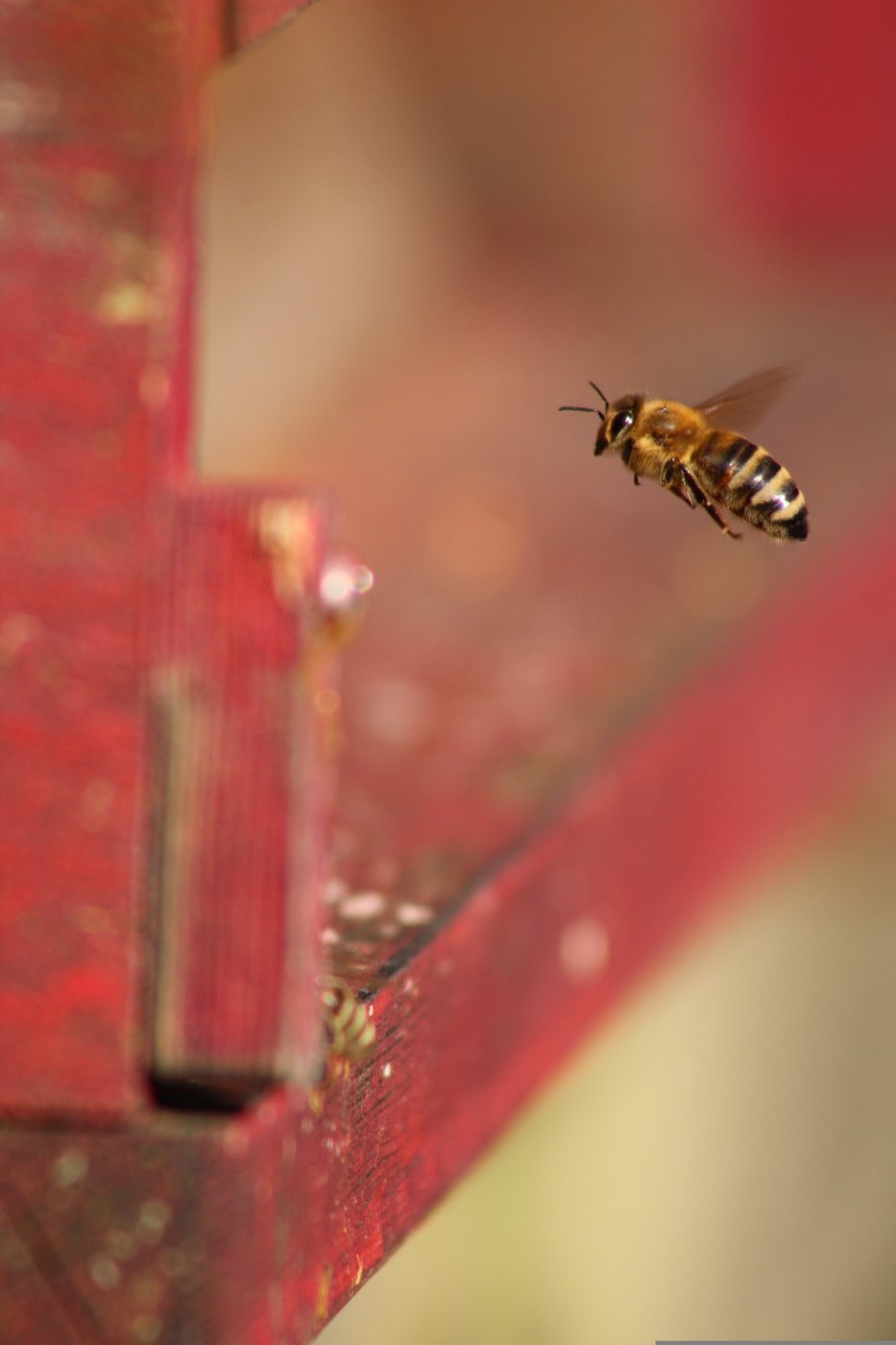 Eine Honigbiene im Anflug auf den roten Bienenstock