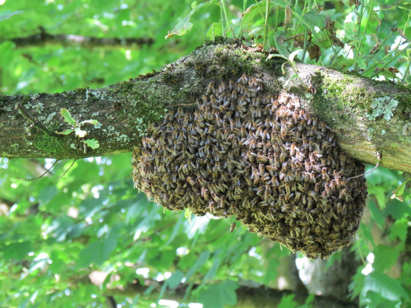 Ein Bienenschwarm hängt als dichte Traube an einem Ast