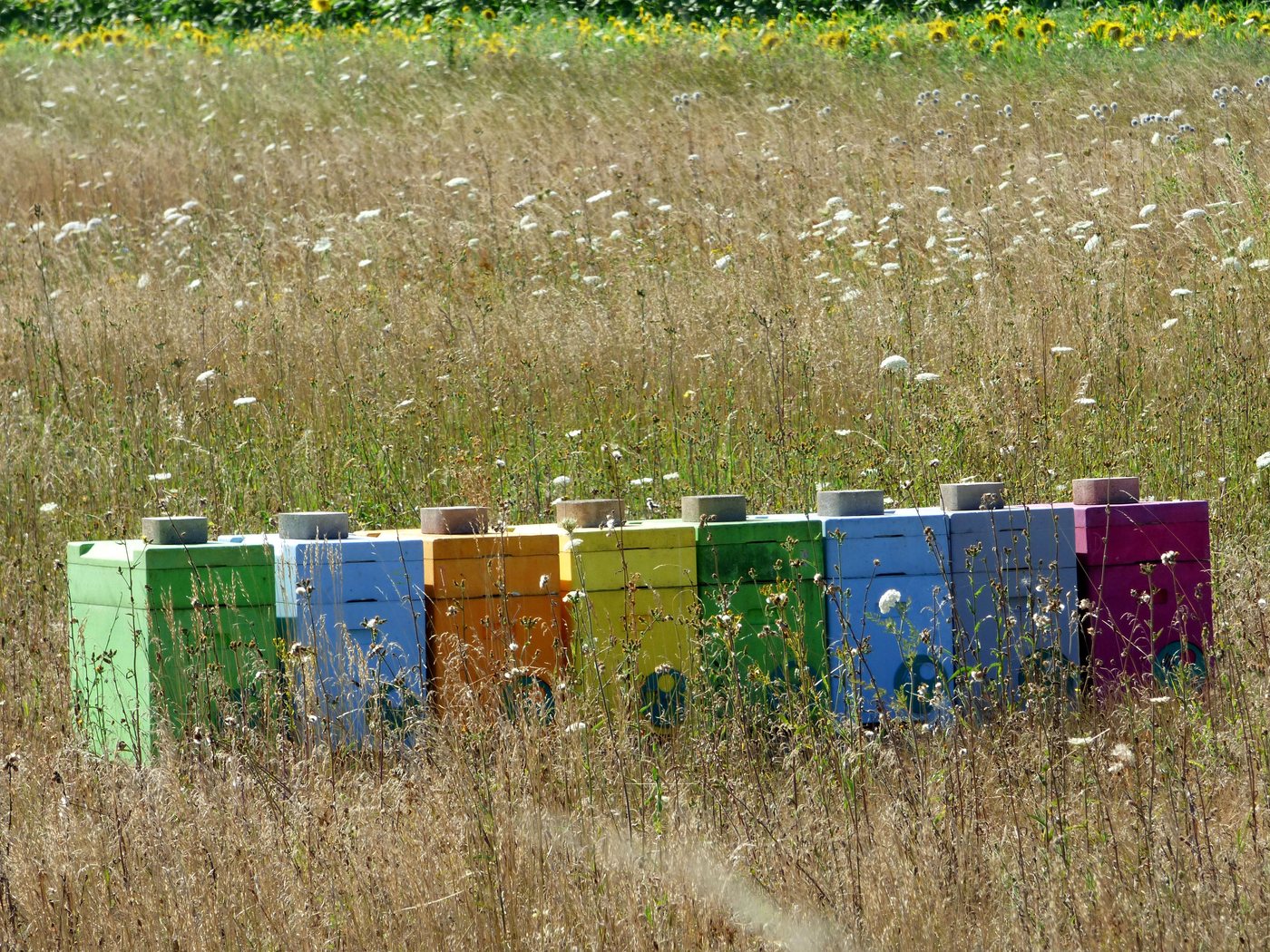 Bunt bemalte Bienenstöcke der Imkerei Fritschler auf einer Wildblumenwiese