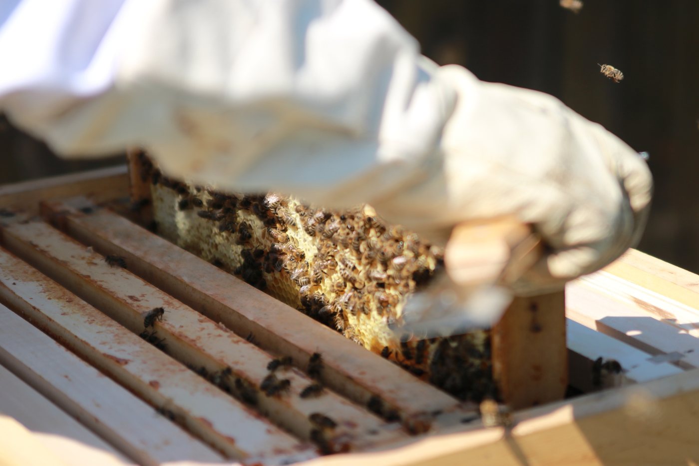 Imker entnimmt bei der Honigernte eine Wabe voller Bienen aus dem Bienenstock